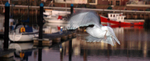 Gull at Arbroath Harbour