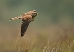 Kestrel