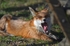 Red Fox