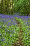 Bluebell wood (2)