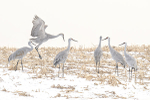 Sandhill Cranes Dancing