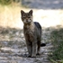 (possible) European wildcat (Felis silvestris silvestris)