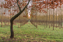 Oak and Poplar trees Winter