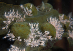 Clava multicornis