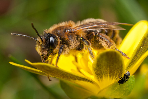 Stylopised [i]Andrena carantonica[/i] ([i]scotica[/i]) with misshaped abdomen. March 2012.