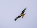 Red Kite