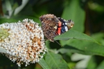 Red Admiral