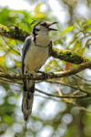 White-throated Magpie-Jay portfolio