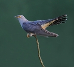 Male Cuckoo