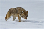 Yellowstone Coyote