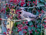 Waxwing