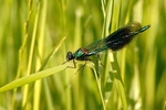 Lincolnshire - Invertebrates portfolio