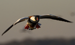 FLYING SHELDUCK