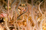 Ophiothrix fragilis
