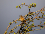 Dunnock