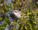 Lesser Whitethroat portfolio