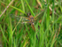 Four-spotted Chaser at Otmoor