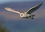 Barn Owl