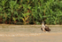 Osprey standing in shallow water, Rio Sao Lourenco, Brazil