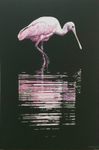 Colhereiro / Roseate Spoonbill