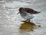 Purple Sandpiper