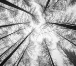 Under the Trees in Macclesfield Forest (2)