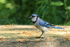 Blue Jay at feeding station, Minnesota, USA