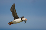 Puffin