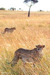 IMG_1292 Maasai Mara
