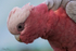 Galahs 2