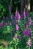 Forest Foxgloves