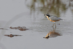 Egyptian Plover