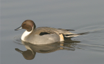 Northern Pintail