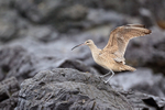 Whimbrel lands on rock, Chile