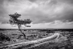 Tree and Track