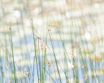 SEDGE IMPRESSION, SKY LAKE - BRUCE PENINSULA