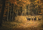 Woodland Deer
