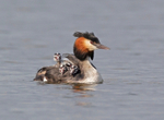 Great Crested Grebe - Podiceps cristatus