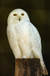 snowy owl Bubo scandiacus-1667