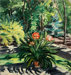 Clivia in Summer