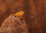 Small Creatures portfolio