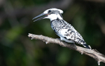 Pied kingfisher