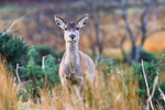 Female Red Deer    ref 6815