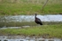 Glossy Ibis