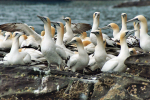 Gannets