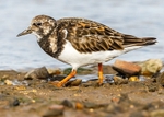Turnstone 1