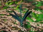 Beautiful Demoiselle