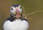 Puffin - Fratercula arctica RPNP0053