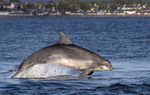 Chanory point, Bottle nose dolphins