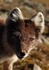 Arctic fox 7602